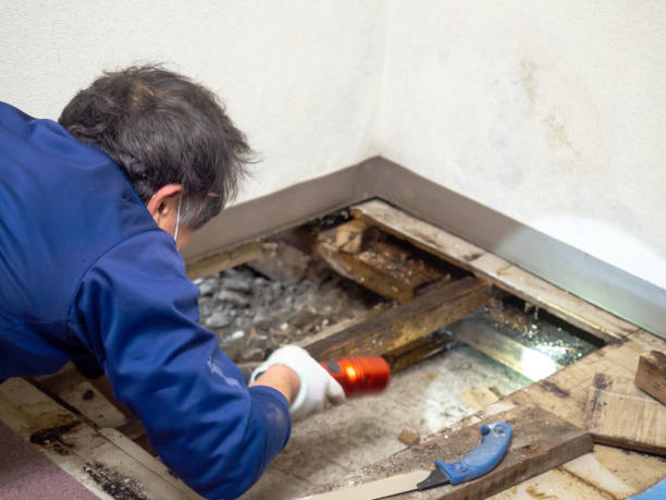 Best Water Damage Restoration  in Darien, WI