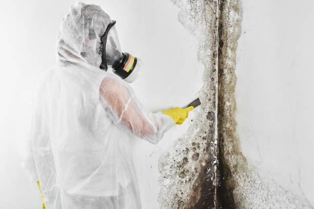 Best Mold Testing  in Darien, WI