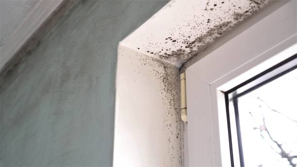 Best Crawl Space Mold Removal  in Darien, WI