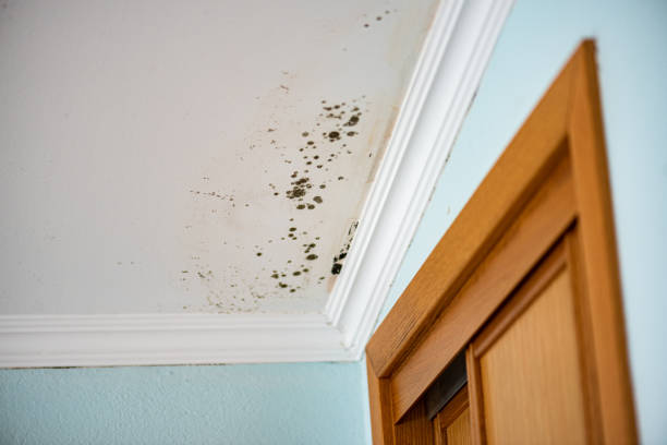 Best Same-Day Mold Removal  in Darien, WI