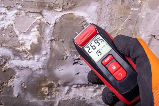Best Affordable Mold Removal  in Darien, WI