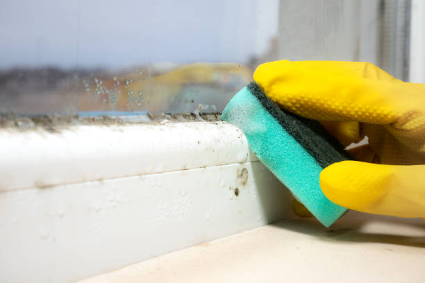 Best Mold Testing  in Darien, WI