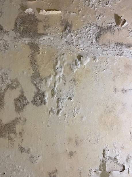 Trusted Darien, WI Mold Removal Experts