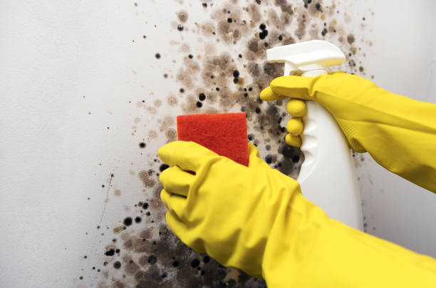 Best Attic Mold Removal  in Darien, WI