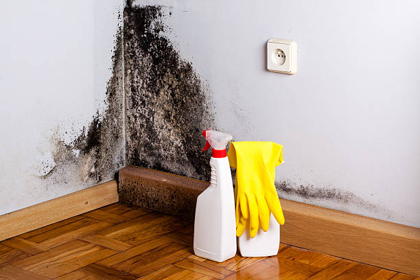 Best Fast Mold Removal  in Darien, WI