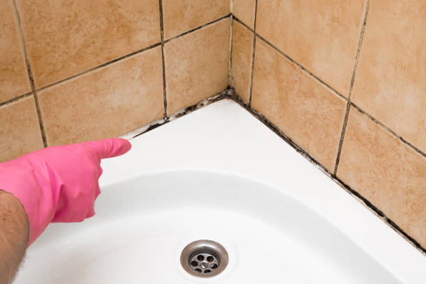 Best Professional Mold Removal  in Darien, WI