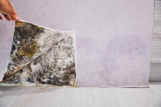 Best Office Mold Removal Services  in Darien, WI